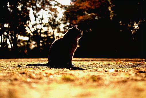 猫シルエットの写真
