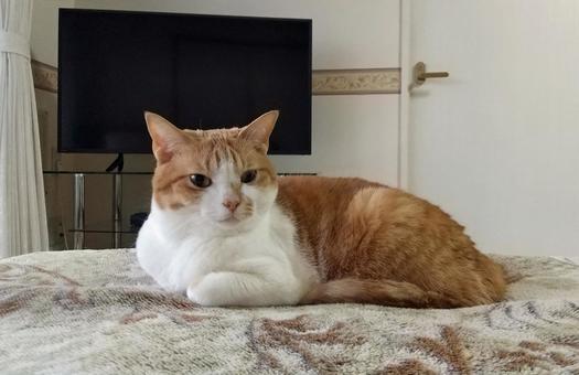 我が家の猫 我が家の猫の写真