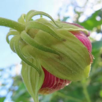 フヨウ(芙蓉) フヨウ(芙蓉)の写真