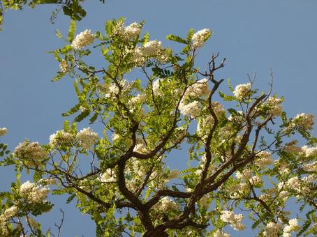 ニセアカシア・ハリエンジュ ニセアカシア・ハリエンジュ 花木,ニセアカシア,ハリエンジュの写真素材