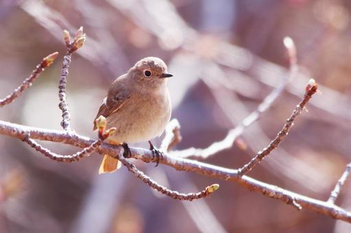 桜のつぼみと枝にとまるジョウビタキの雌 鳥,ジョウビタキ,自然の写真素材