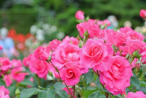 バラ(薔薇) バラ(薔薇)の写真