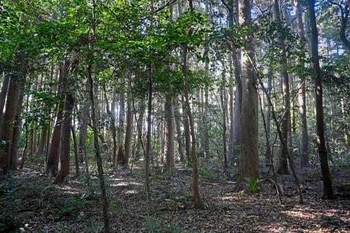 滋賀・近江八幡 奥石神社 老蘇の森 滋賀・近江八幡 奥石神社 老蘇の森 奥石神社,老蘇の森,老蘇森の写真素材