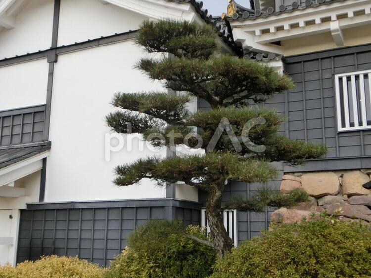 松の木 森林の写真素材