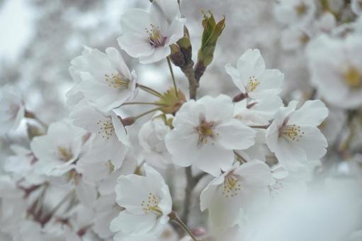 桜 桜の写真