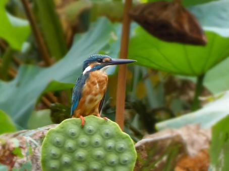蓮にとまるカワセミの写真