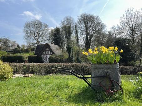 イギリスの田舎の風景ー水仙の花 イギリスの田舎の風景ー水仙の花 イギリス,田舎,水仙の写真素材