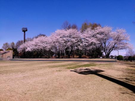 公園の桜並木とグラウンドと夜間照明塔の影 公園,桜,桜並木の写真素材