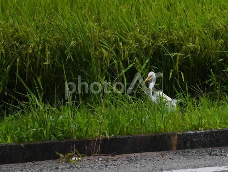 捕食中のダイサギ 野鳥,ダイサギ,水田の写真素材