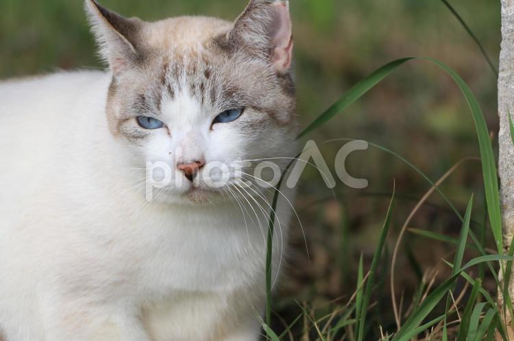 公園ネコ　沖縄県　那覇市 ねこ,キュート,キャットの写真素材