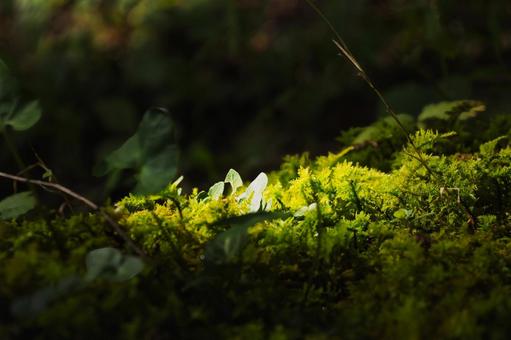 木漏れ日が差す苔むした森の神秘的な光 苔,コケ,森の写真素材