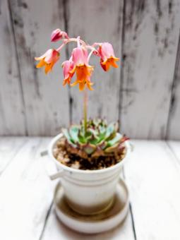 多肉植物エケベリア(桃太郎)の花 多肉植物エケベリア(桃太郎)の花の写真