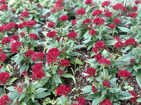 Pentas, JPG Pentas, JPG
