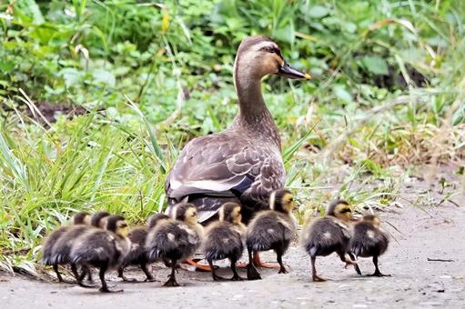 親ガモと九匹のヒナ カルガモ,親子,鴨の写真素材