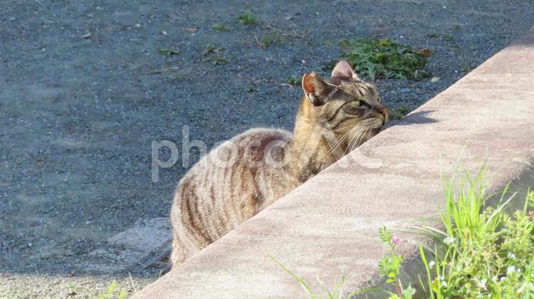 パトロール中に気になる物を発見した猫様 猫,キジトラ,パトロールの写真素材