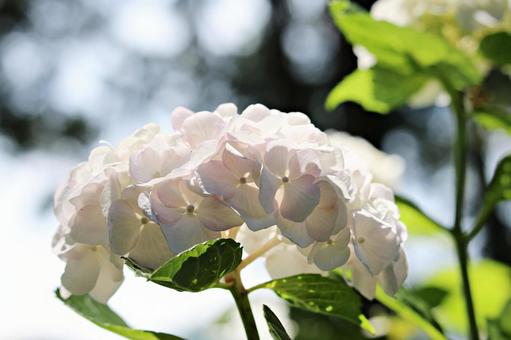 紫陽花 紫陽花の写真