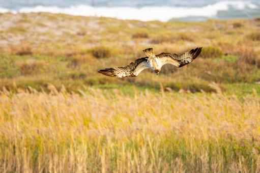 ミサゴ(137) 鳥,ミサゴ,ウオタカの写真素材