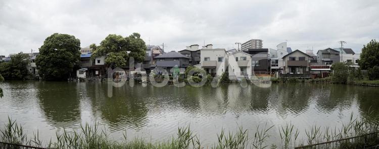 桃ケ池公園イメージ素材 桃ケ池公園,桃ケ池,大阪市の写真素材