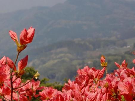 ツツジのボケ背景-10の写真