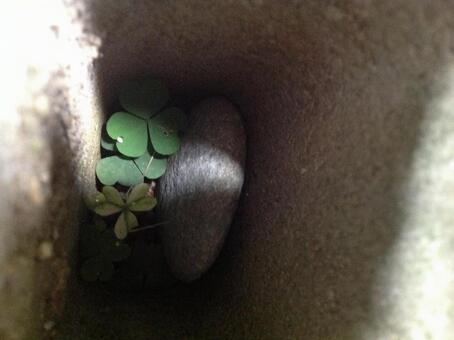 トンネルのクローバーの写真