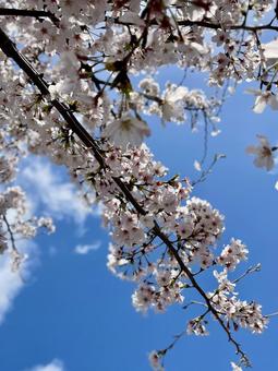 サクラと青い空 サクラと青い空の写真