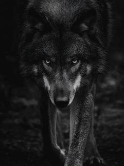 凍りつくようなオオカミの視線 凍りつくようなオオカミの視線の写真