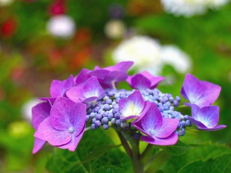 Japanese Flowers, JPG Japanese Flowers, JPG