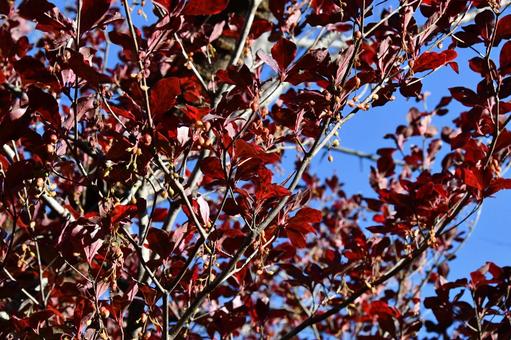 紅葉するドウダンツツジ属の木 紅葉,ドウダンツツジ,ツツジの写真素材