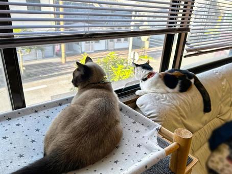 ニャルソック異常なし ニャルソック異常なし シャム猫,三毛猫,ニャルソックの写真素材