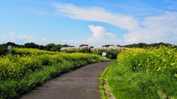 国立ひたち海浜公園・黄花コスモス&白金葦 国立ひたち海浜公園・黄花コスモス&白金葦 初秋,国営ひたち海浜公園,黄色の写真素材