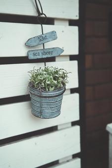 観葉植物　宙吊りの植木鉢 観葉植物,玄関前,玄関飾りの写真素材