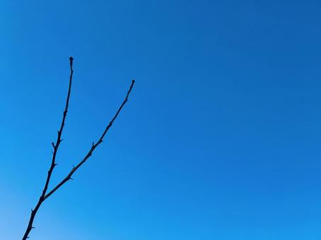美しい秋の青空と、レモンの木の枝 美しい秋の青空と、レモンの木の枝の写真
