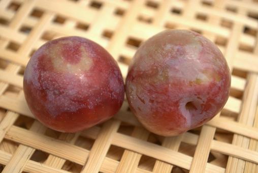 収穫した新鮮なスモモ 収穫した新鮮なスモモ すもも,プラム,サンタローザの写真素材