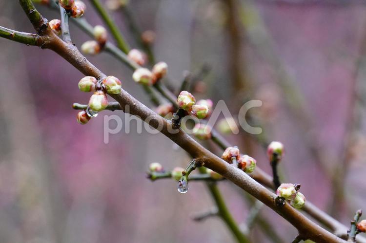 梅の花のつぼみ 梅,蕾,花の写真素材