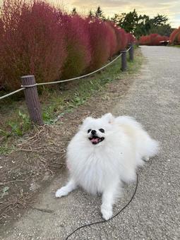 白ポメラニアン12 白ポメラニアン12 ポメラニアン,犬,ポメの写真素材