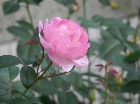 【薔薇の写真】バラの花 バラ,薔薇,植物の写真素材