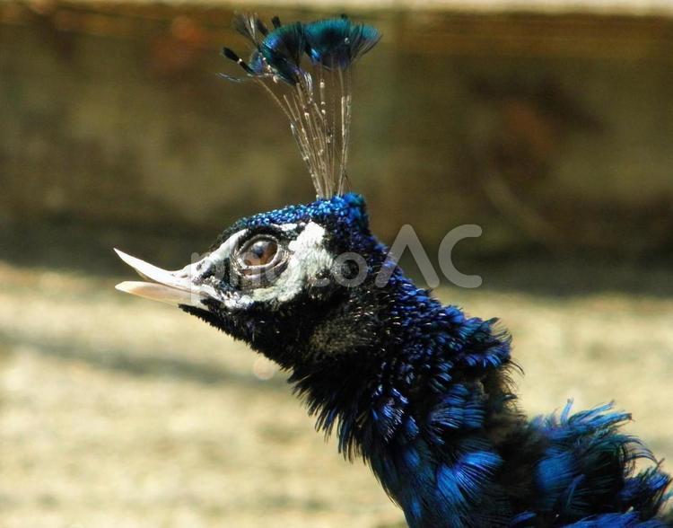 動物園の愉快な仲間たち 生き物,動物,鳥の写真素材