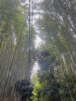 日本の竹林の風景 日本の竹林の風景の写真