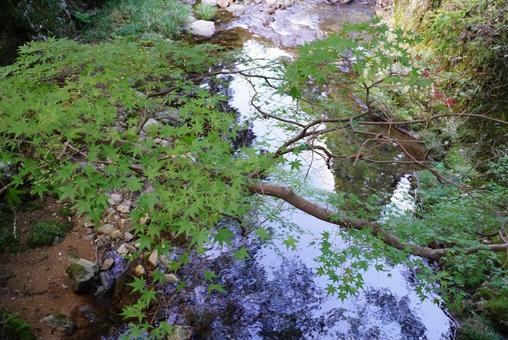 川辺のもみじ モミジ,川,葉の写真素材