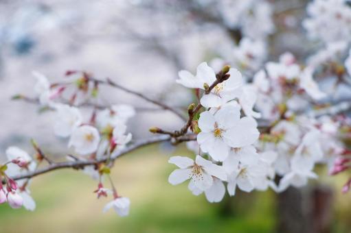 ソメイヨシノ(桜) ソメイヨシノ(桜)の写真
