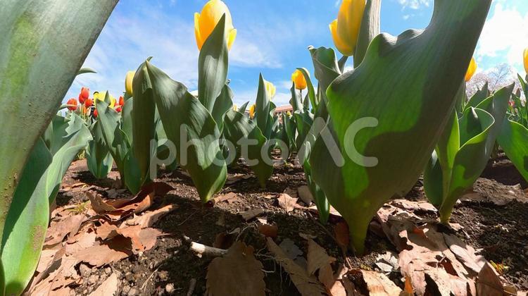 チューリップ花壇の地面から青空を見上げる チューリップ,青空,見上げるの写真素材