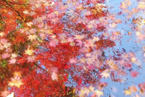 紅葉と落ち葉 紅葉と落ち葉の写真