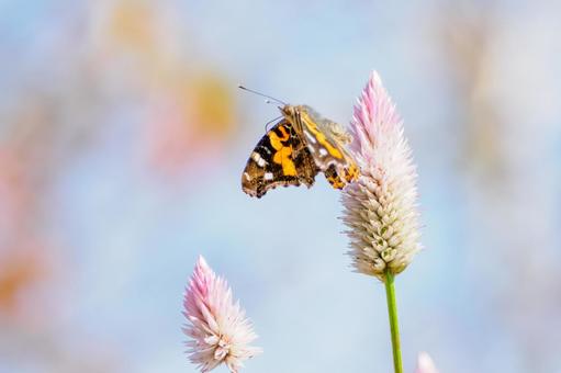 アカタテハ(54) アカタテハ(54)の写真