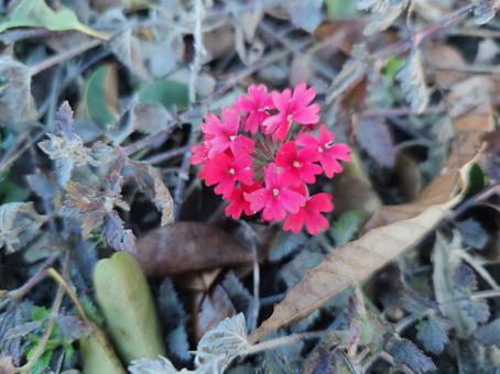 ピンクのかわいい花の写真