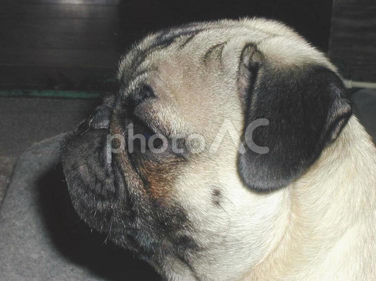 パグのまったり表情 パグ,犬,ペットの写真素材