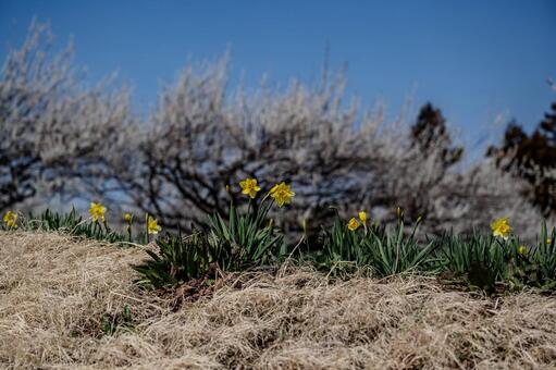 みさと梅林周辺の景色 みさと梅林,梅,水仙の写真素材