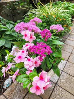 夏花の鉢3 夏花の鉢3の写真