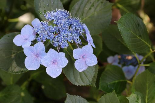 Photo, hydrangea, june, rainy season, 