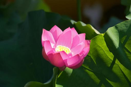 Lotus, JPG