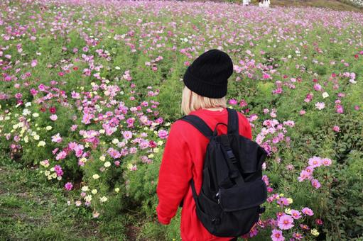 コスモス畑を歩く女性 コスモス,女性,後ろ姿の写真素材